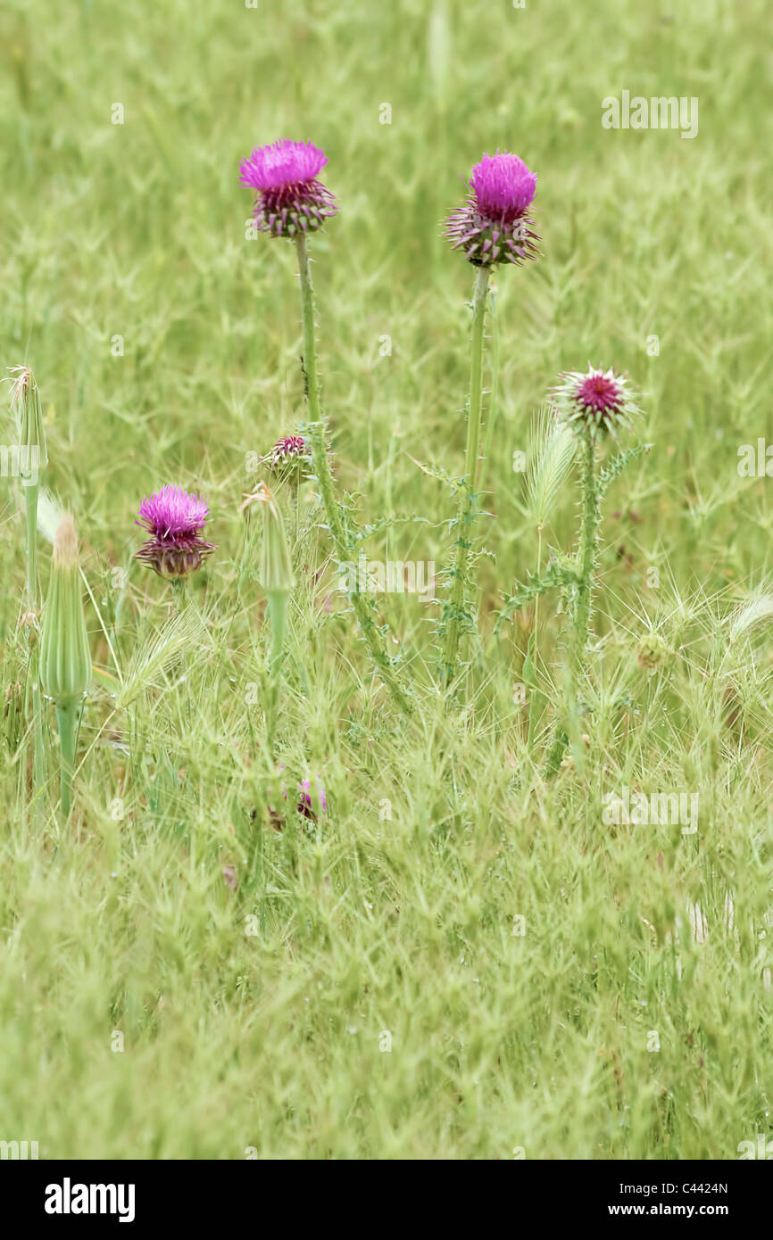 Wild flower, Spear Thistle (Cirsium vulgare) Stock Photo