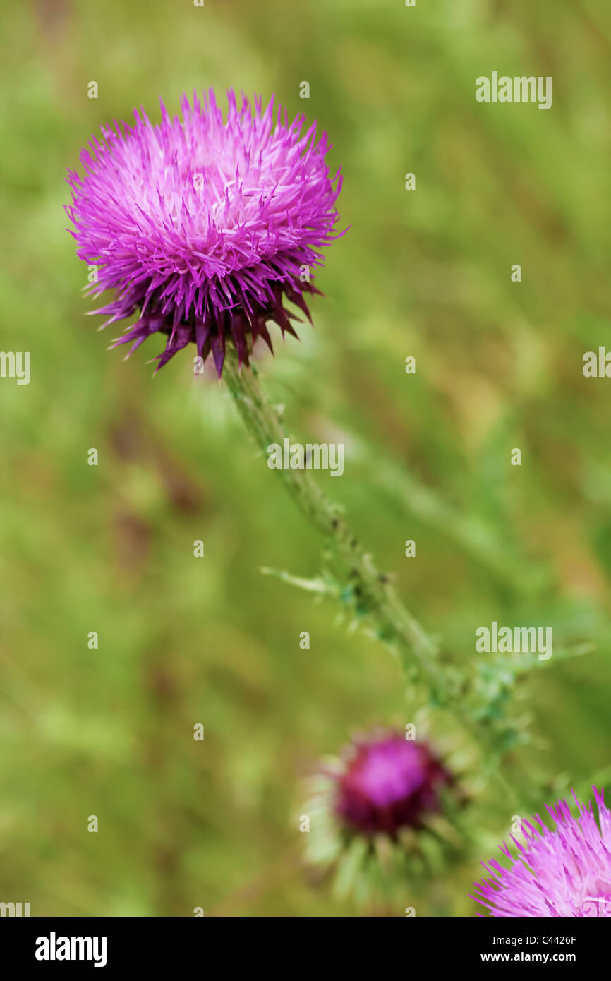 Wild flower, Spear Thistle (Cirsium vulgare) Stock Photo