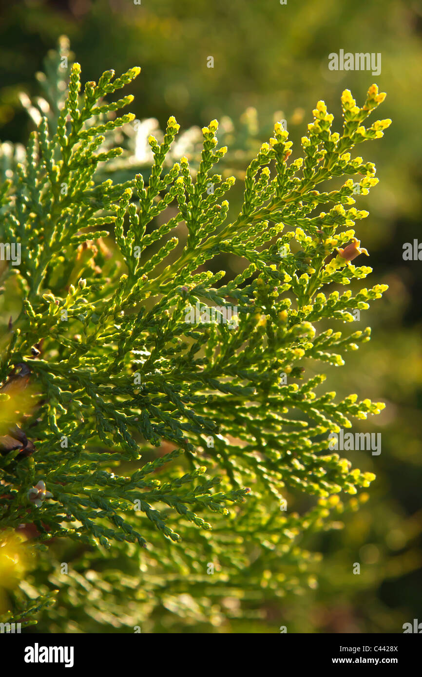 Juniperus horizontalis leaves or Creeping juniper leaves  on green nature background, Stock Photo