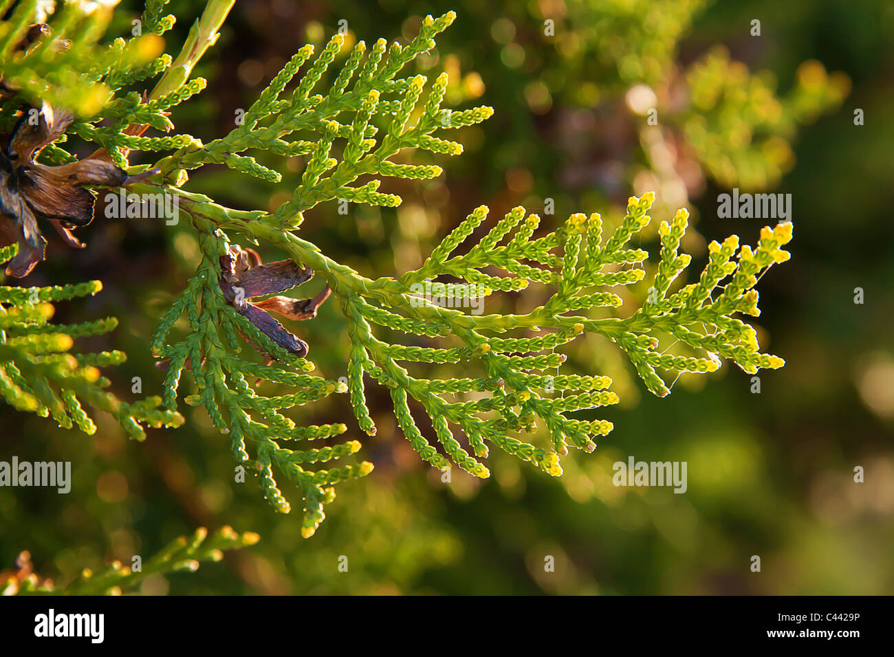 Juniperus horizontalis leaves or Creeping juniper leaves  on green nature background, Stock Photo