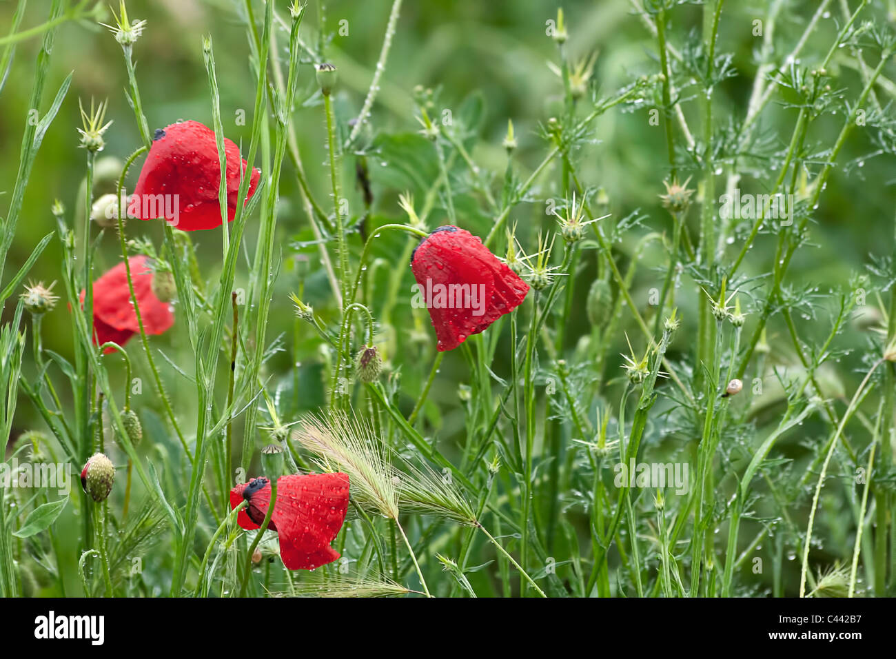 Poppy flowers in green agricultural hi-res stock photography and images ...