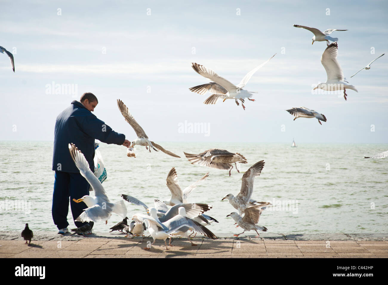 Feeding seagulls hi-res stock photography and images - Alamy