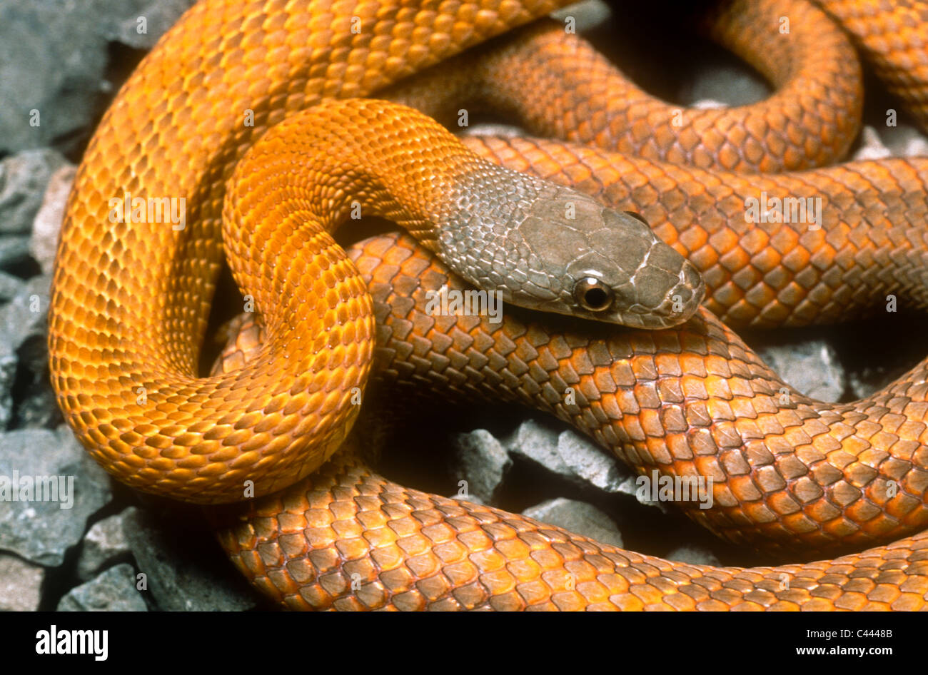 Pantherophis bairdi, formerly Elaphe bairdi, Mexico, Baird's rat Stock