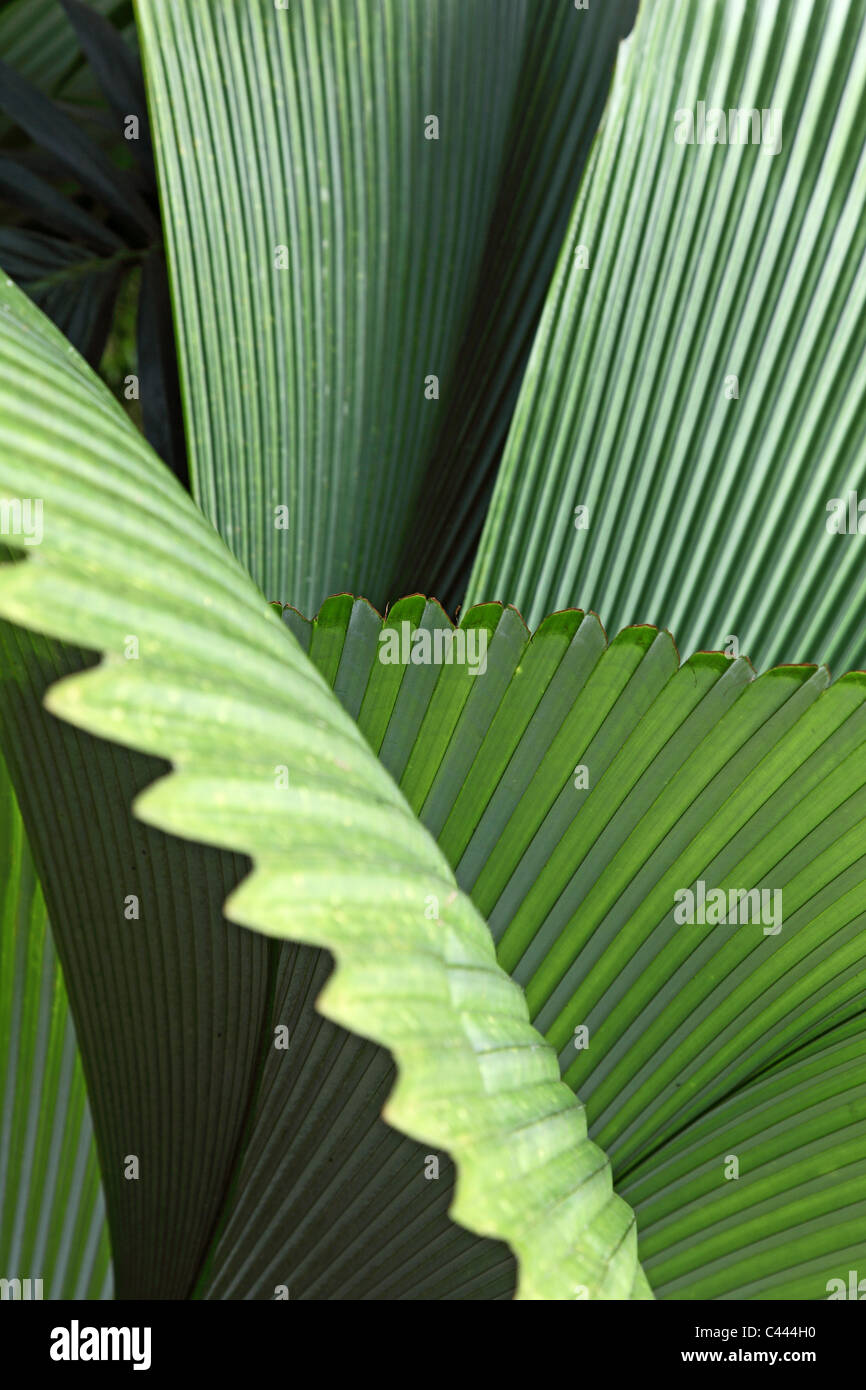 Tropical palm leaves Stock Photo