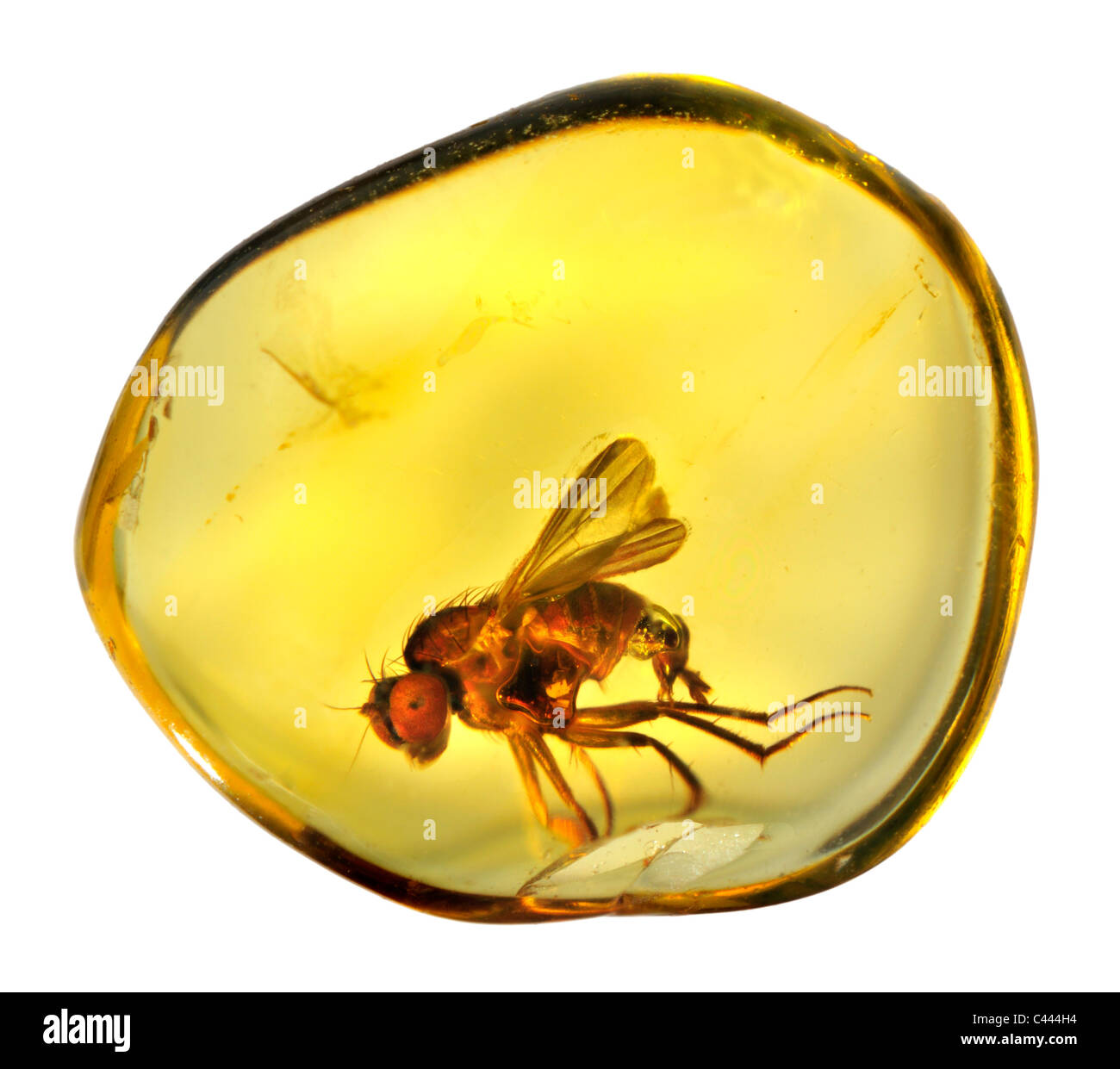 Prehistoric fly in Baltic Amber Stock Photo