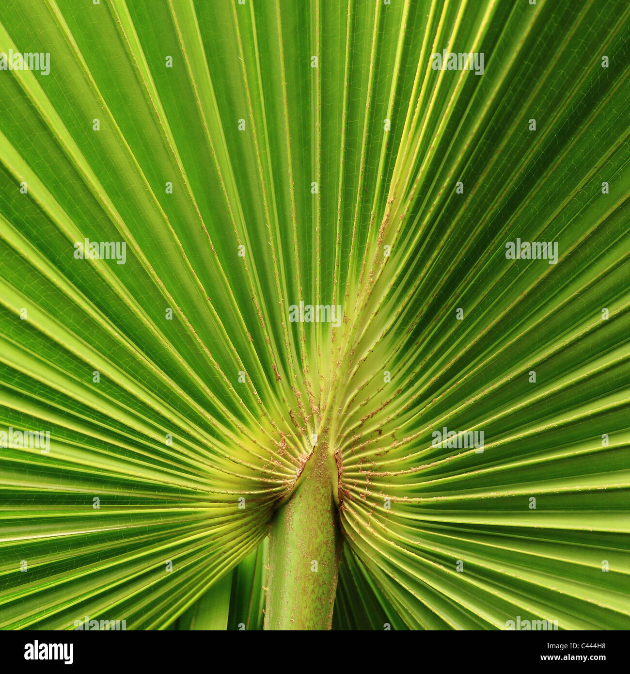 Close-up of palm leaf - Trachycarpus fortunei Stock Photo