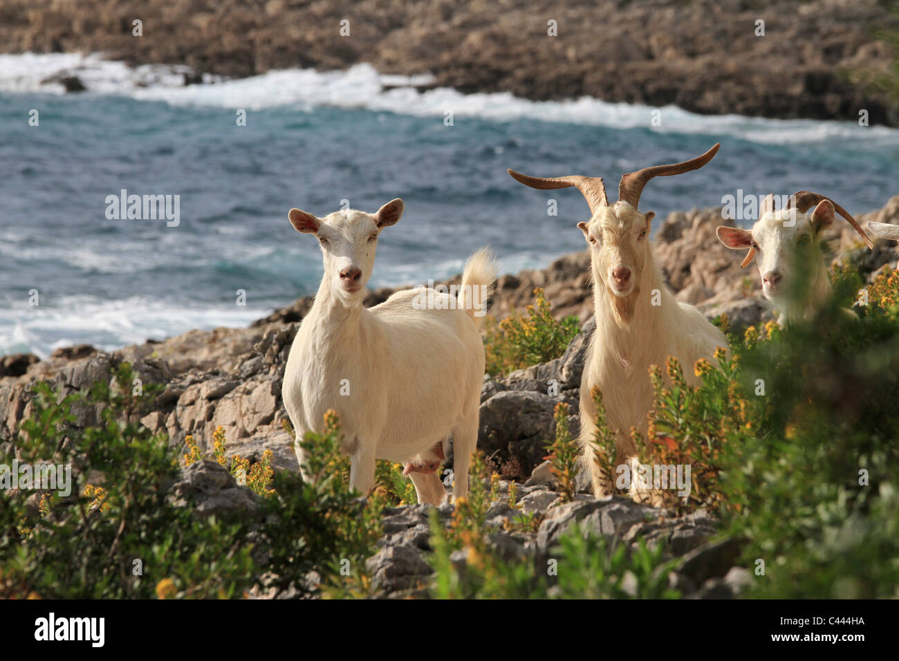 Three goats, Mali Losinj, Losinj, Croatia Stock Photo