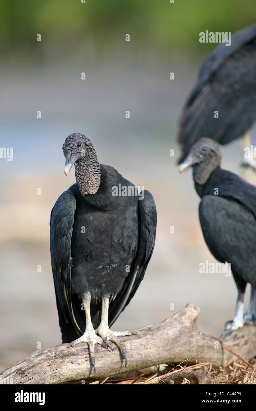 American Black Vultures (Coragyps atratus) on the beach. Santa Catalina, Veraguas, Panama, Central America Stock Photo