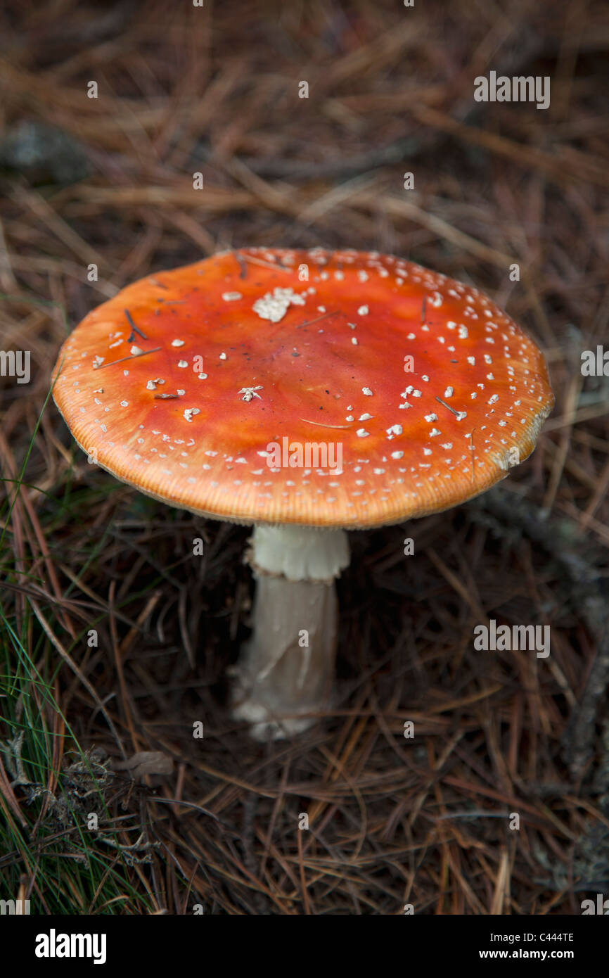 A wild mushroom Stock Photo Alamy