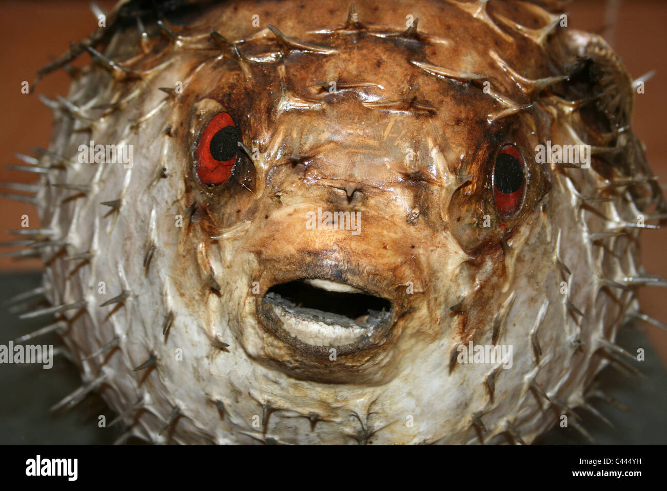Dried Spiky Pufferfish Stock Photo