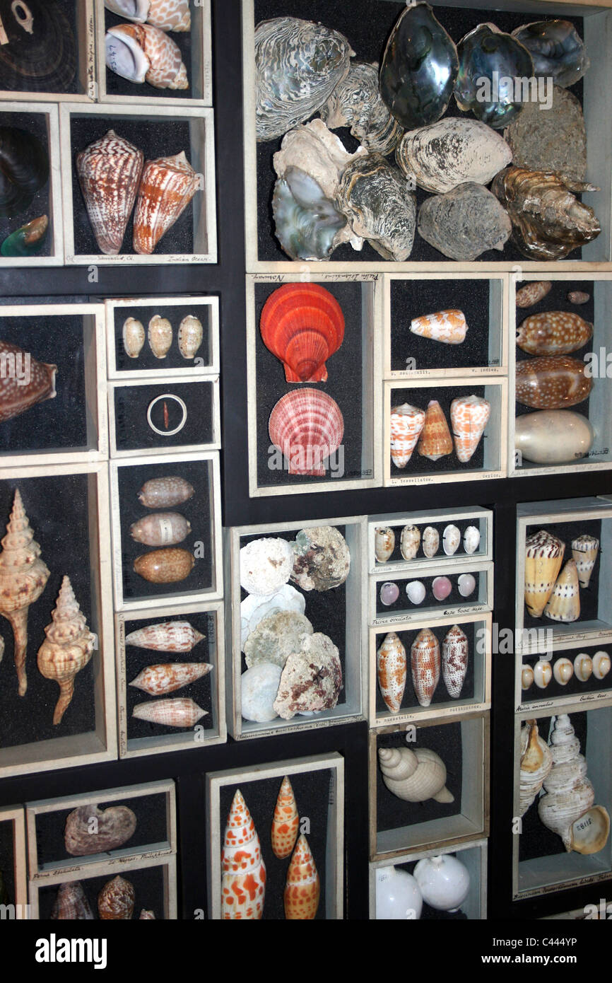 Display Of Tropical Shells Taken In Manchester Museum Stock Photo
