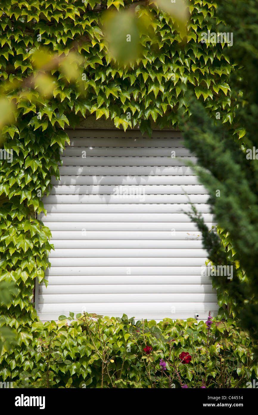 A rolling shutter surrounded by ivy Stock Photo