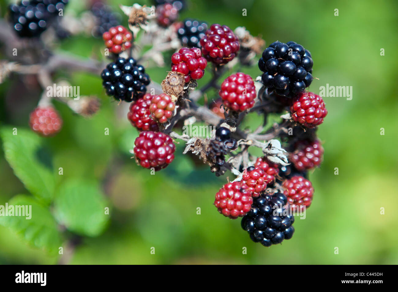 Closeup of of Blackberries, England, UK. Stock Photo