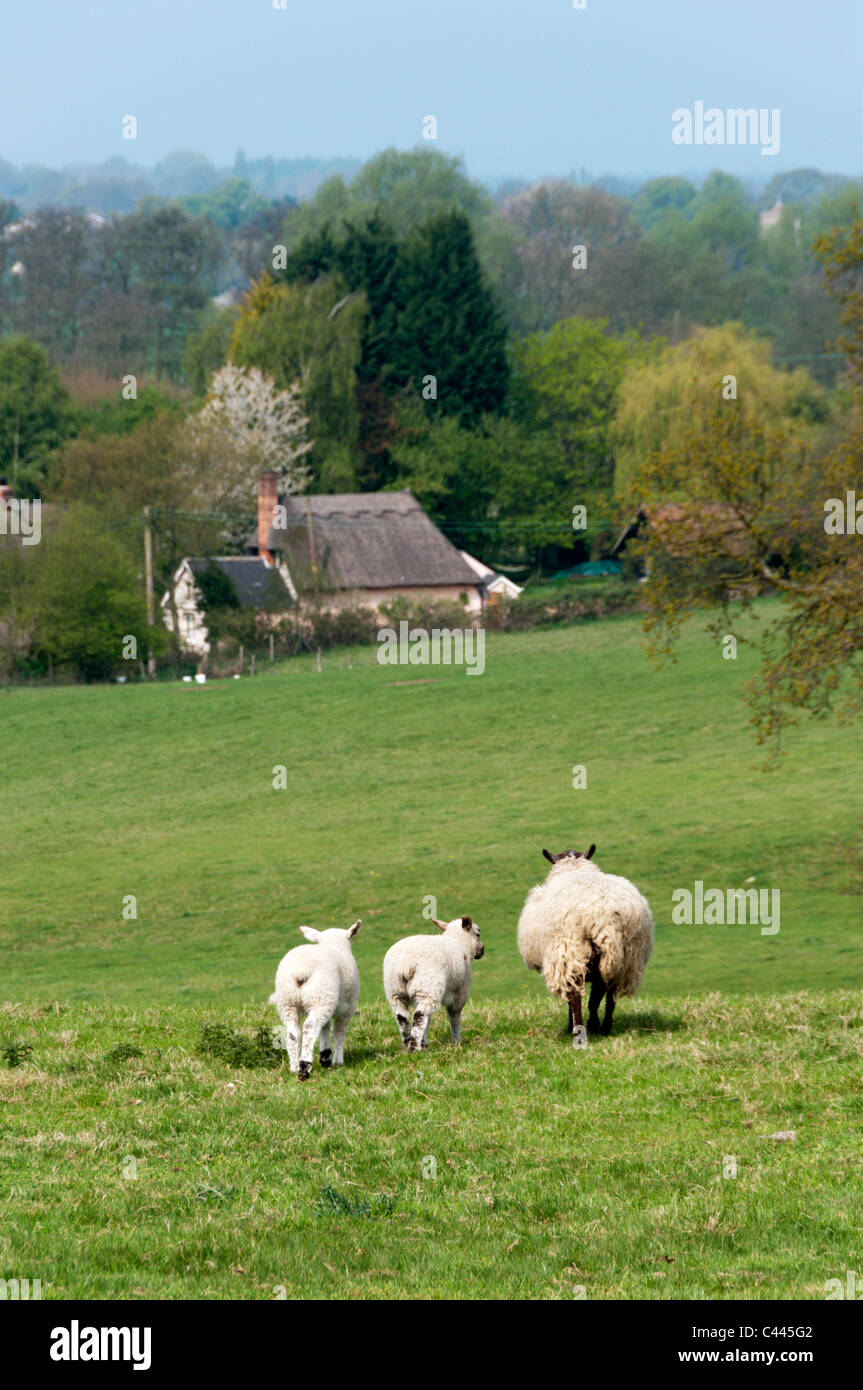 A ewe with twin lambs on farmland in Essex with a thatched cottage in the background. Stock Photo