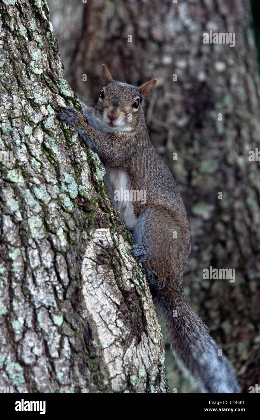 red squirrel, Washington, USA, North America, animal, portrait, tree, squirrel Stock Photo