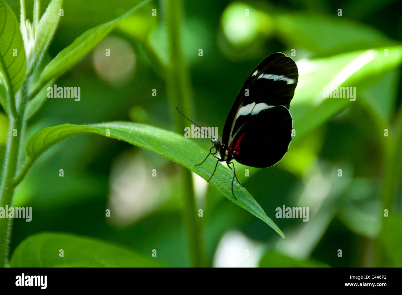 heliconius genus, butterfly, Butterfly World, Florida, USA, North