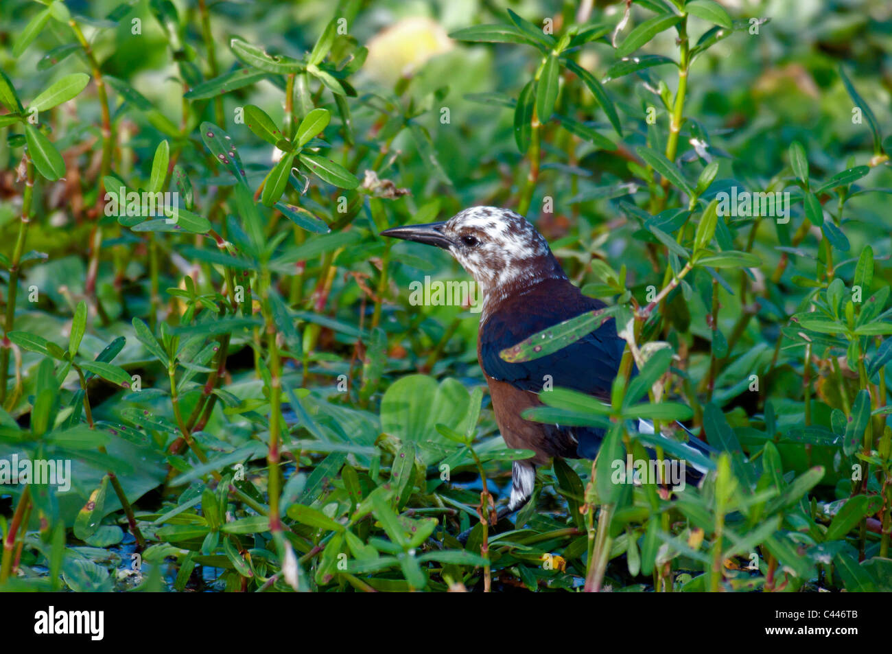 pied grackle, Florida, bird, green, walking, green, animal, USA, North