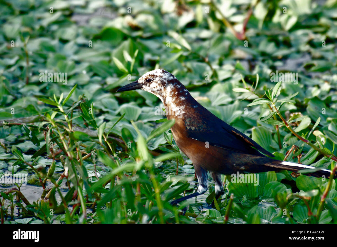 pied grackle, Florida, bird, green, walking, green, animal, USA, North