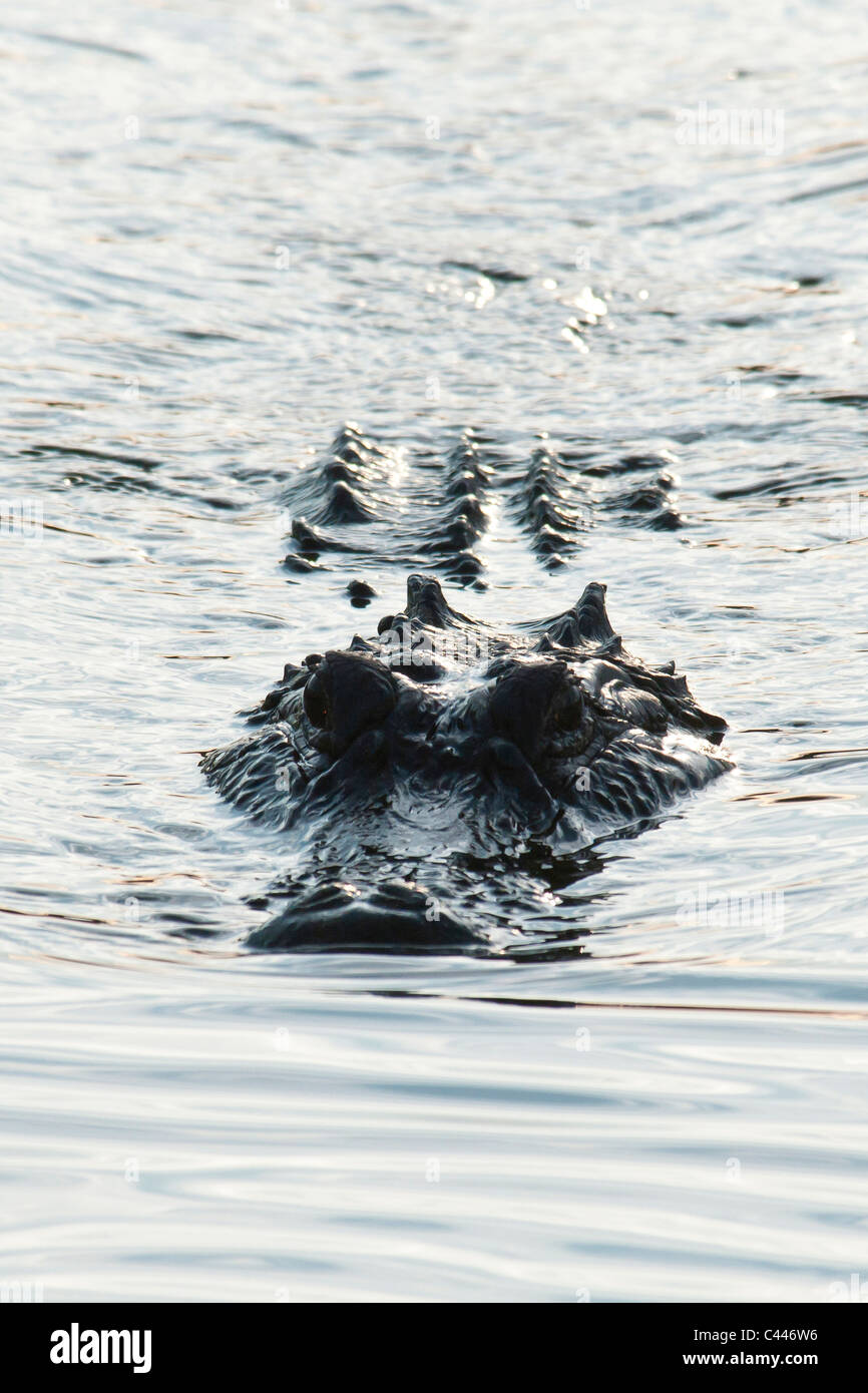 alligator, Wakodahatchee Wetlands, Florida, animal, USA, North America, swimming Stock Photo