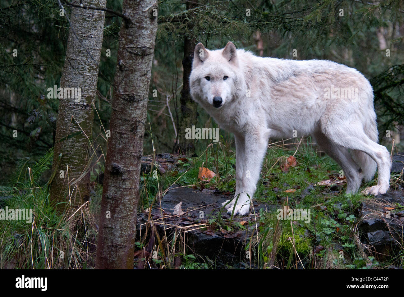 gray wolf, canis lupus, white phase, wolf, nature, wood, portrait, standing Stock Photo