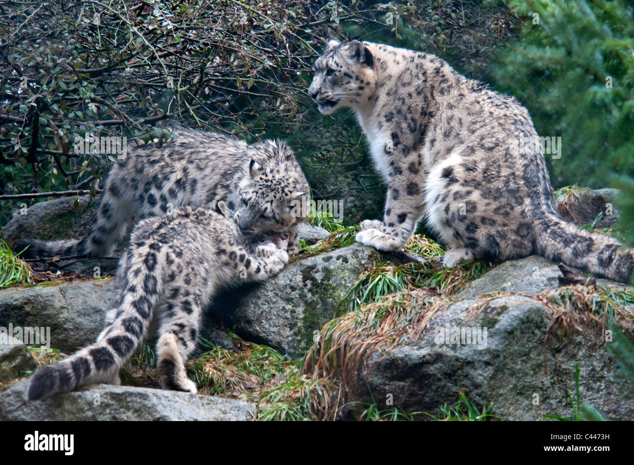 snow leopard, uncia uncia, leopard, animal, group, family Stock Photo