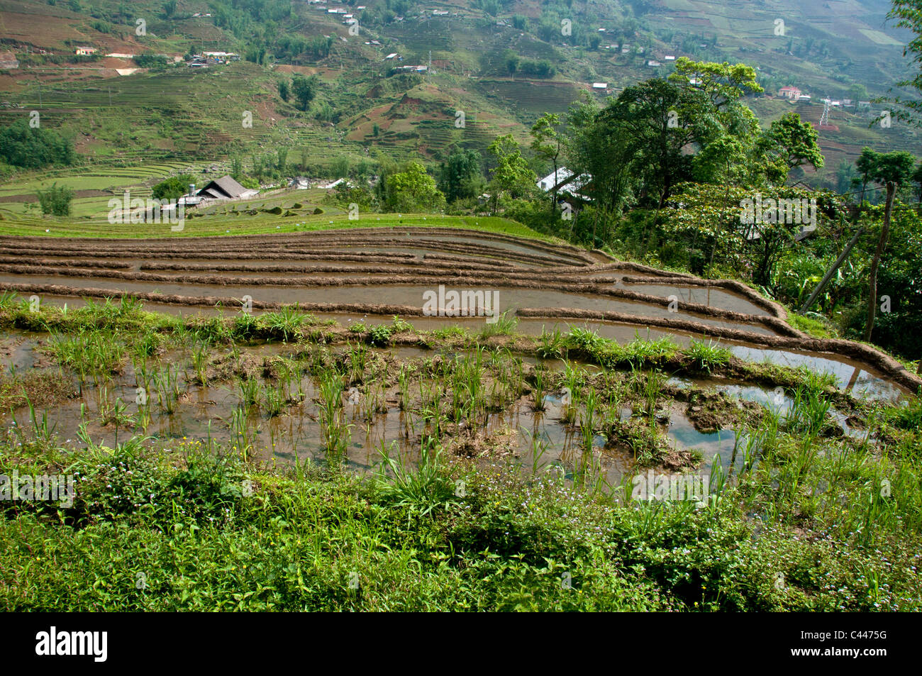 Terrace farming steep hi-res stock photography and images - Alamy