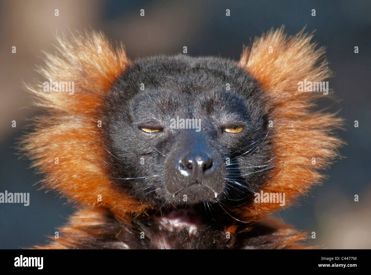 red ruffed lemur, varecia variegata rubra, endangered, animal, portrait, head, snout, lemur, close-up, funny Stock Photo