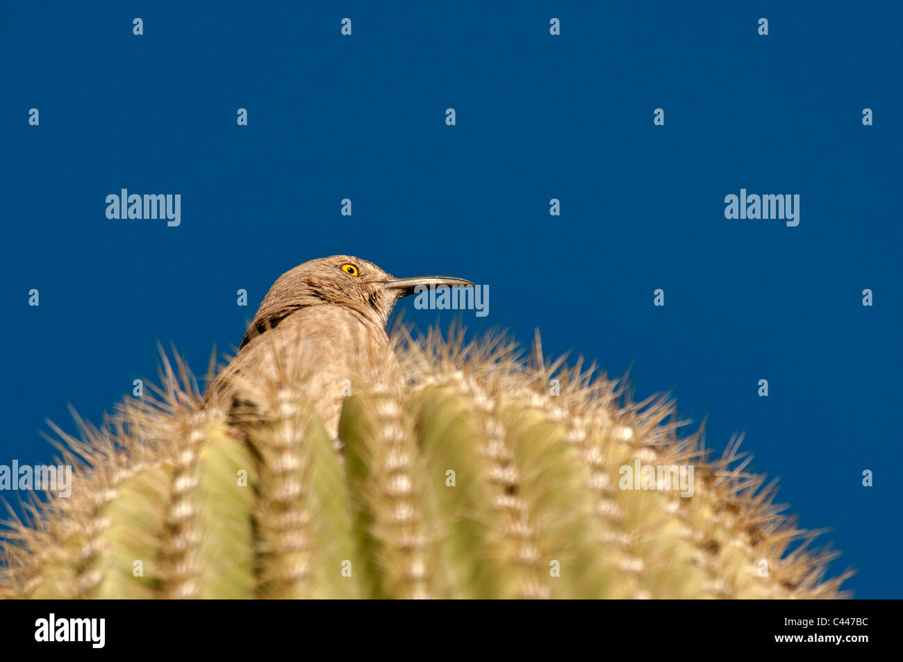 cactus wren, bird, animal, portrait, saguaro cactus, Organ pipe Cactus National Monument, Arizona, March, USA, North America, Am Stock Photo