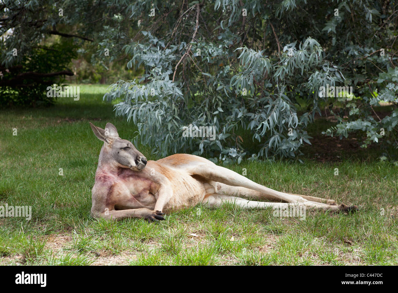 A Kangaroo lying down Stock Photo