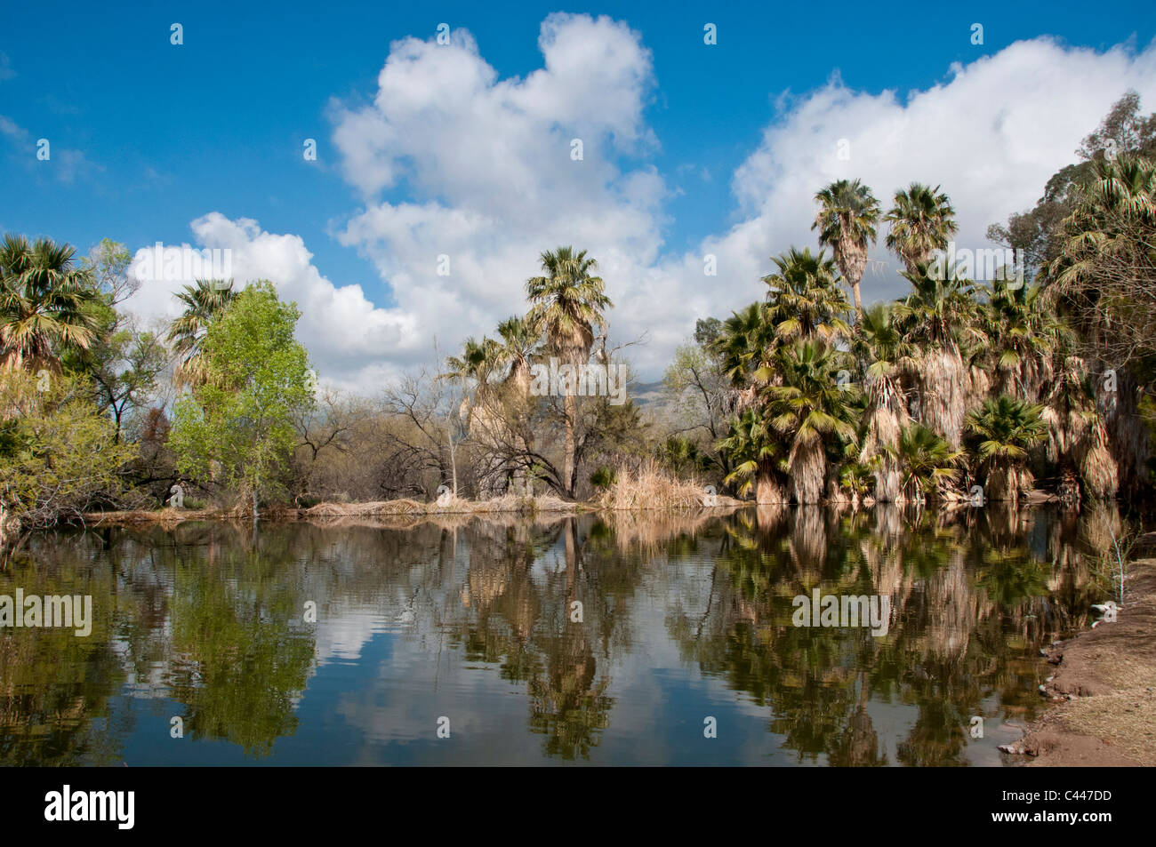 Agua Caliente Park, Tucson, Arizona, March, trees, USA, North America