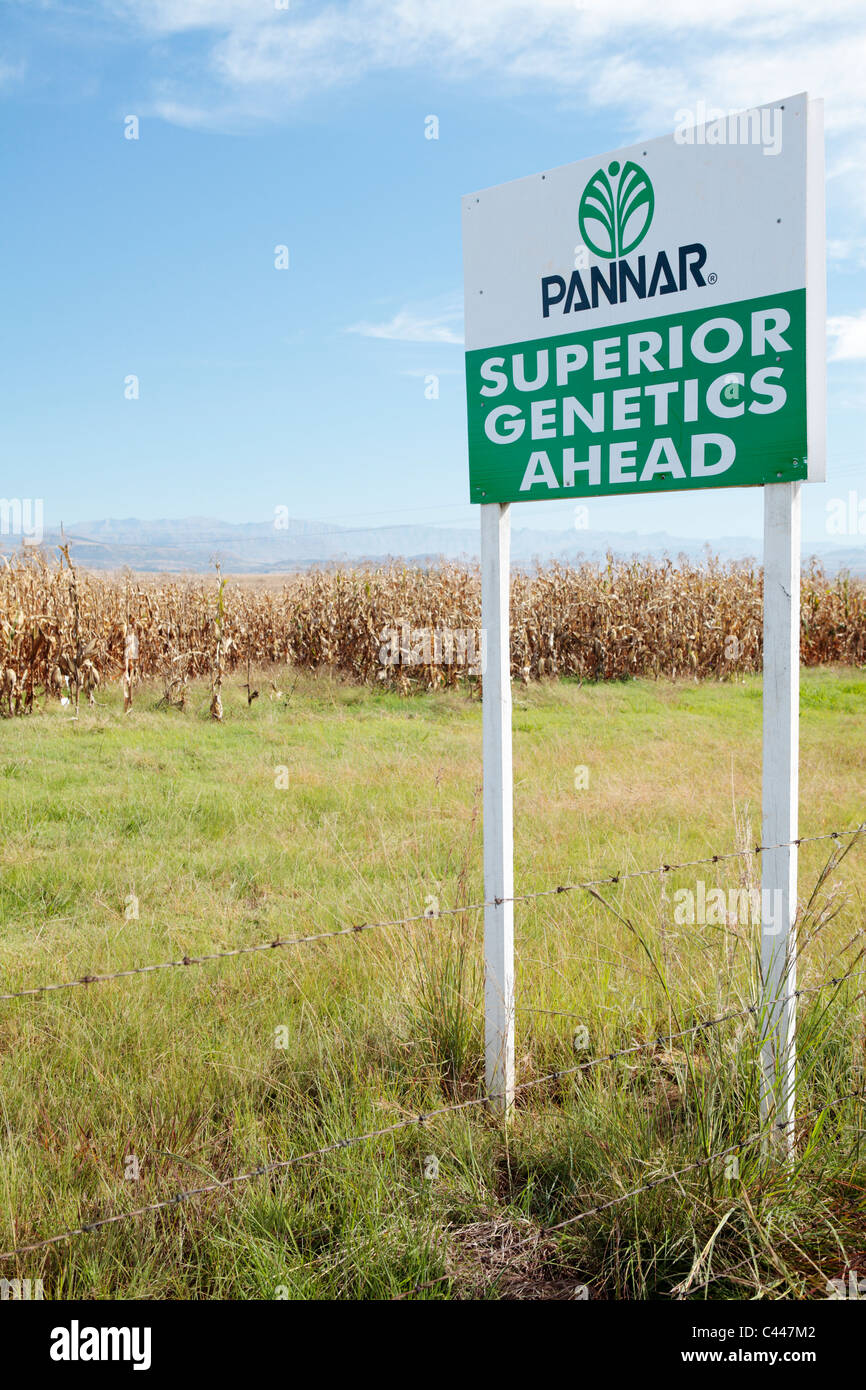 Trial of Genetically Modified Maize Corn Crop Stock Photo