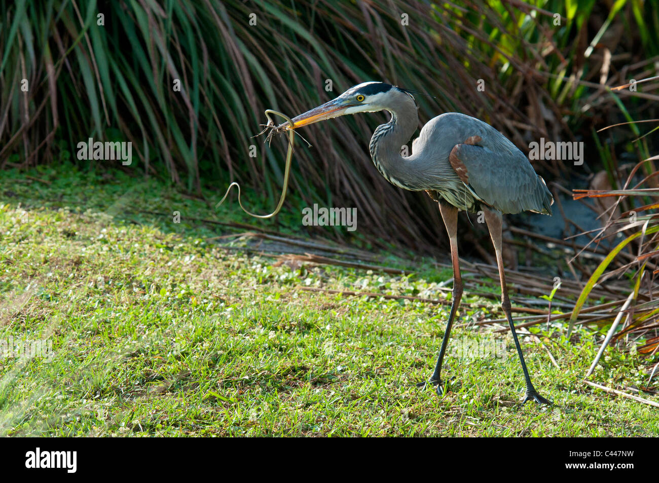 Great blue heron, catching, snake, Wakodahatchee Wetlands, Delray beach