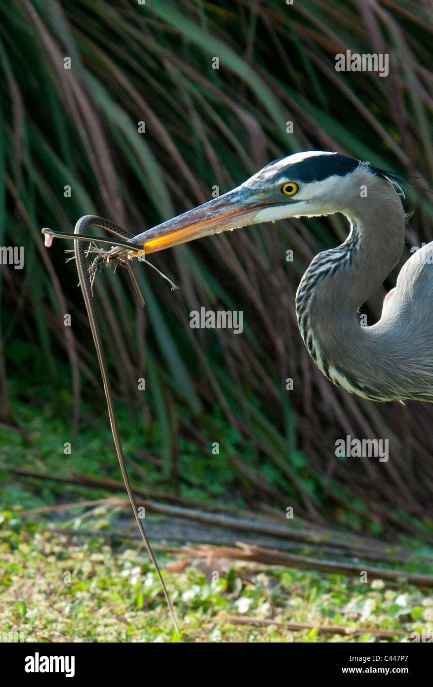 Great blue heron, catching, snake, Wakodahatchee Wetlands, Delray beach