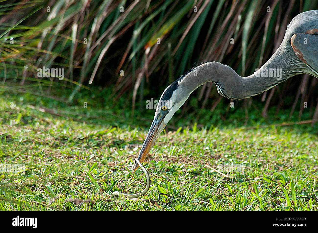Great blue heron, catching, snake, Wakodahatchee Wetlands, Delray beach
