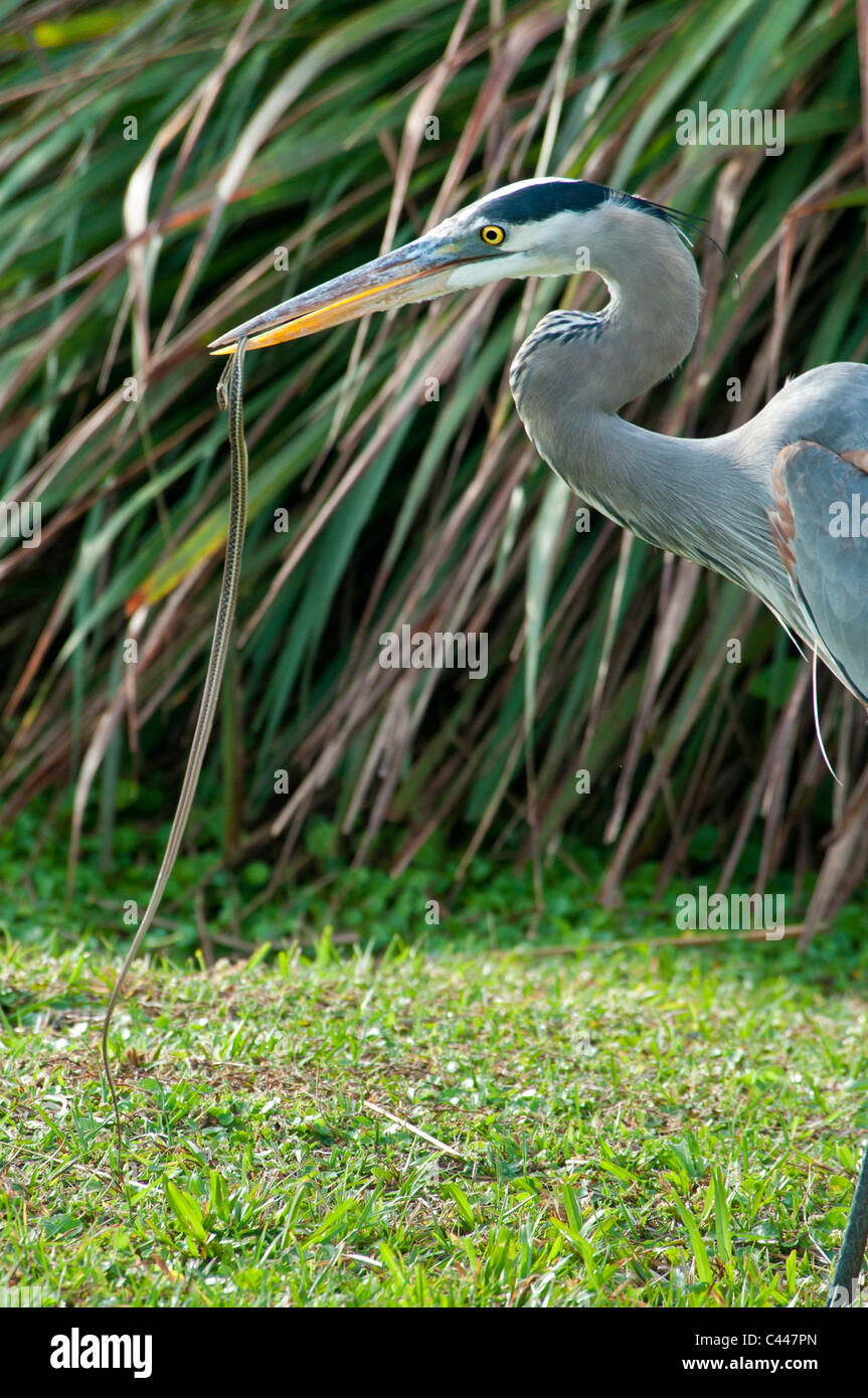 Great blue heron, catching, snake, Wakodahatchee Wetlands, Delray beach