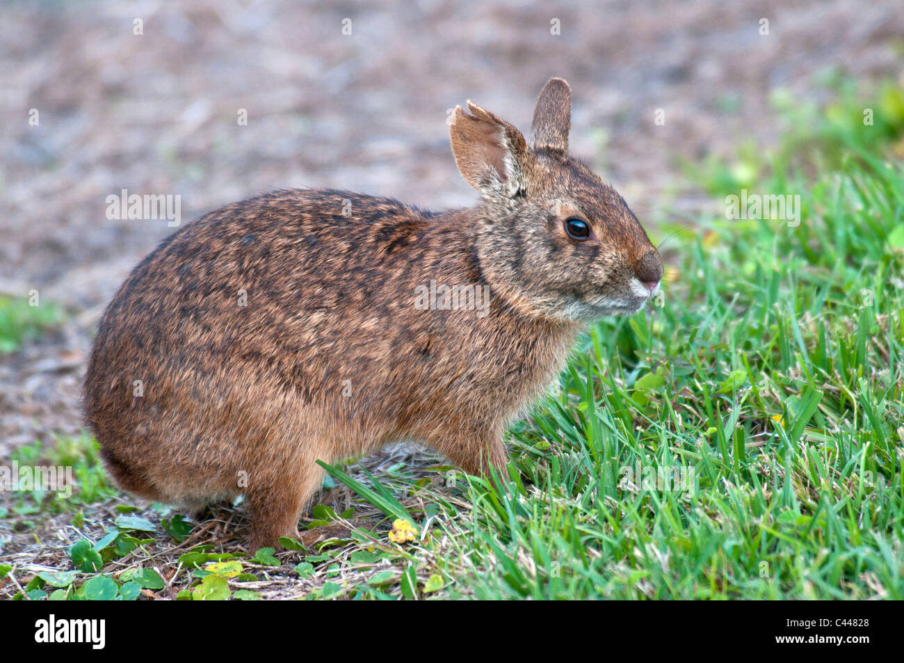 marsh rabbit, sylvilagus palustris, Florida, USA, North America, animal