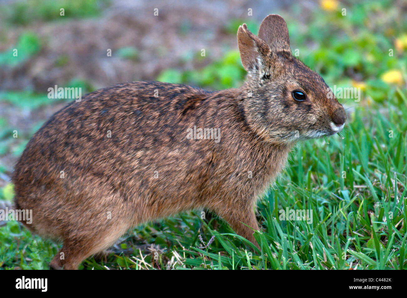 marsh rabbit, sylvilagus palustris, Florida, USA, North America, animal