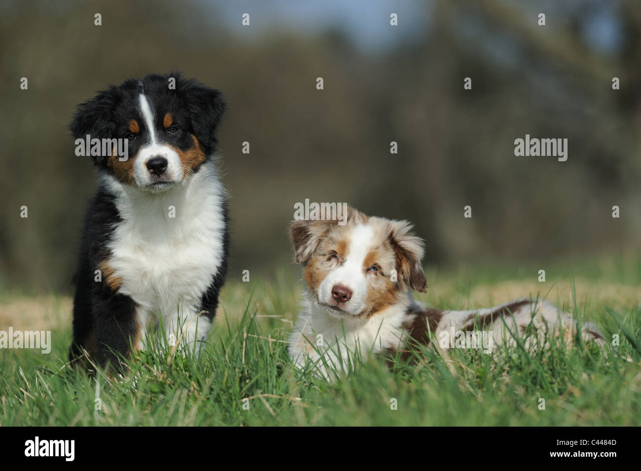 Australian Shepherd (Canis lupus familiaris), two puppies in grass. Stock Photo