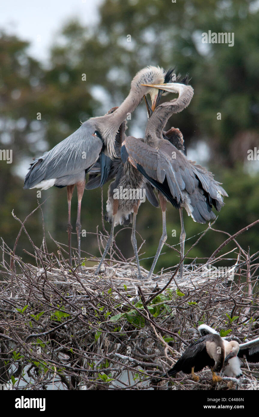 immature, anhingas, playing, nest, Florida, USA, North America, animals ...