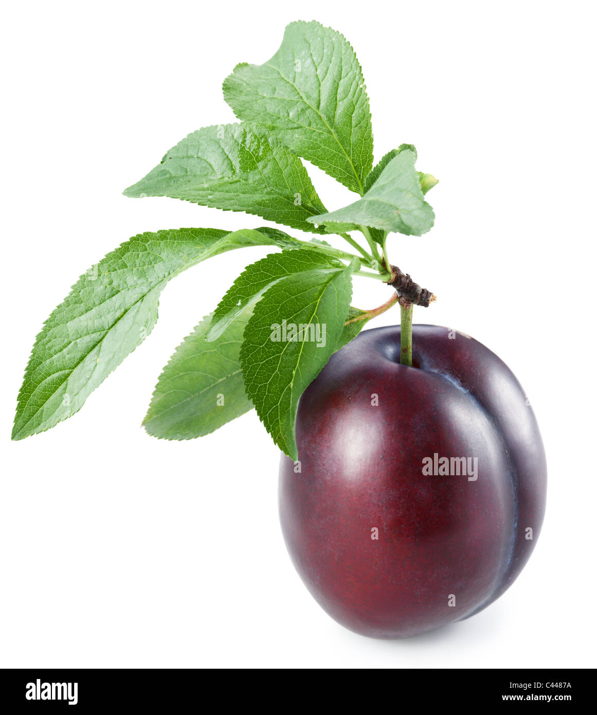 Ripe plum with leaves on white background Stock Photo