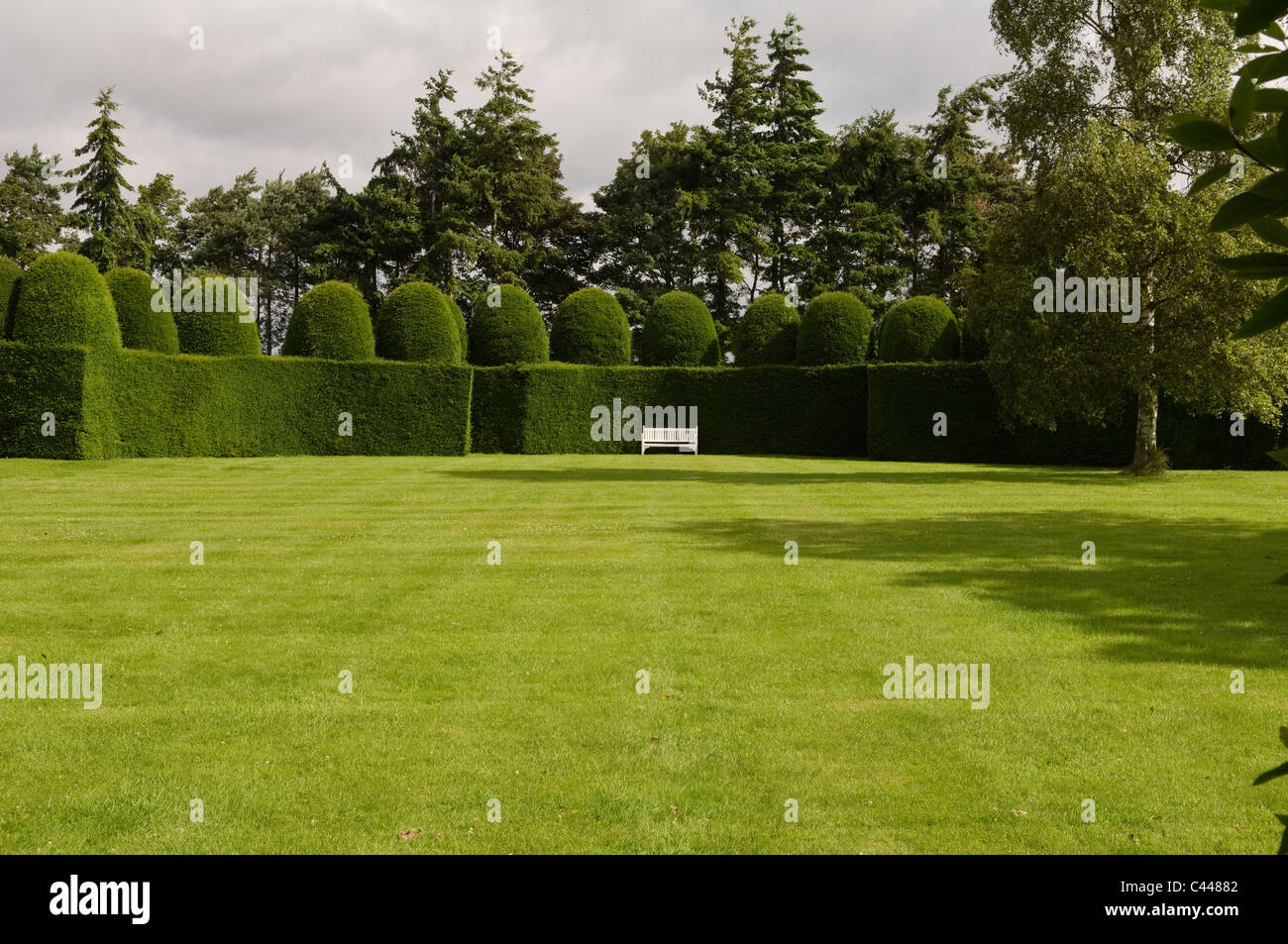 Wooden bench on large English garden lawn with hedge and topiary Stock Photo