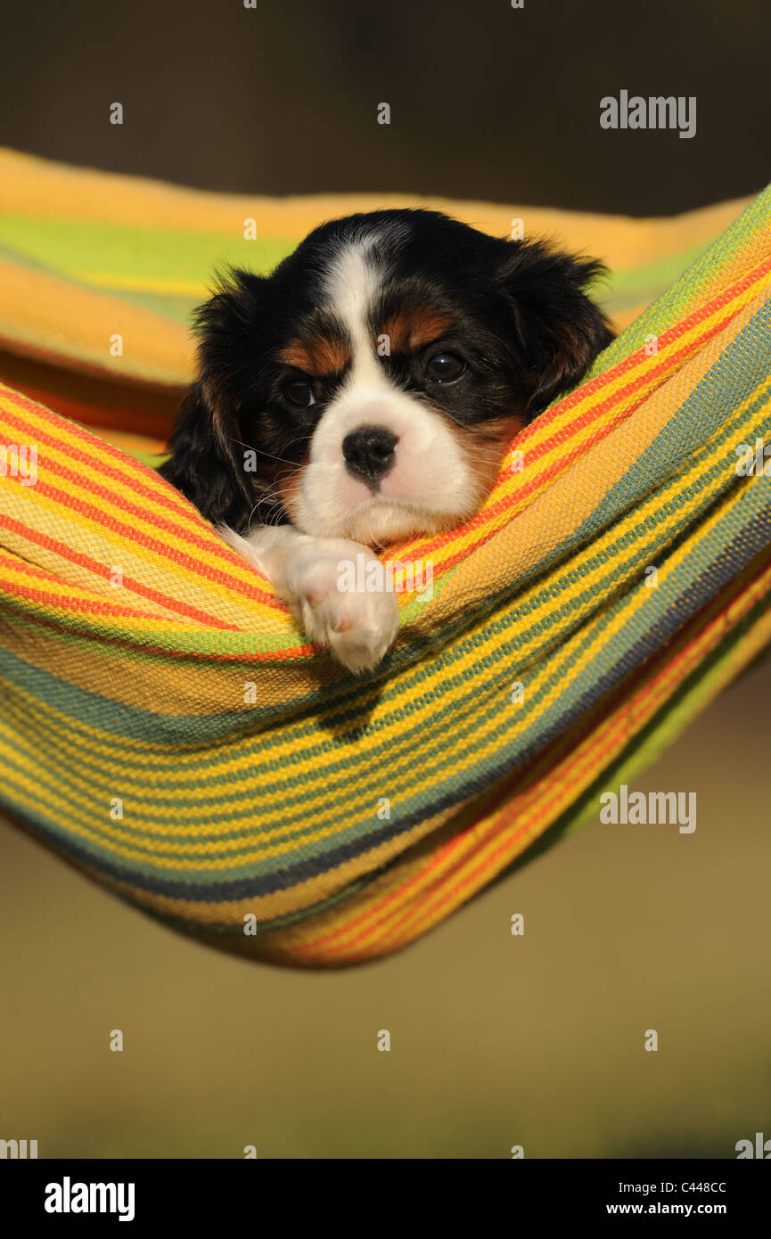 Cavalier King Charles Spaniel (Canis lupus familiaris), puppy lying in a colorful hammock. Stock Photo