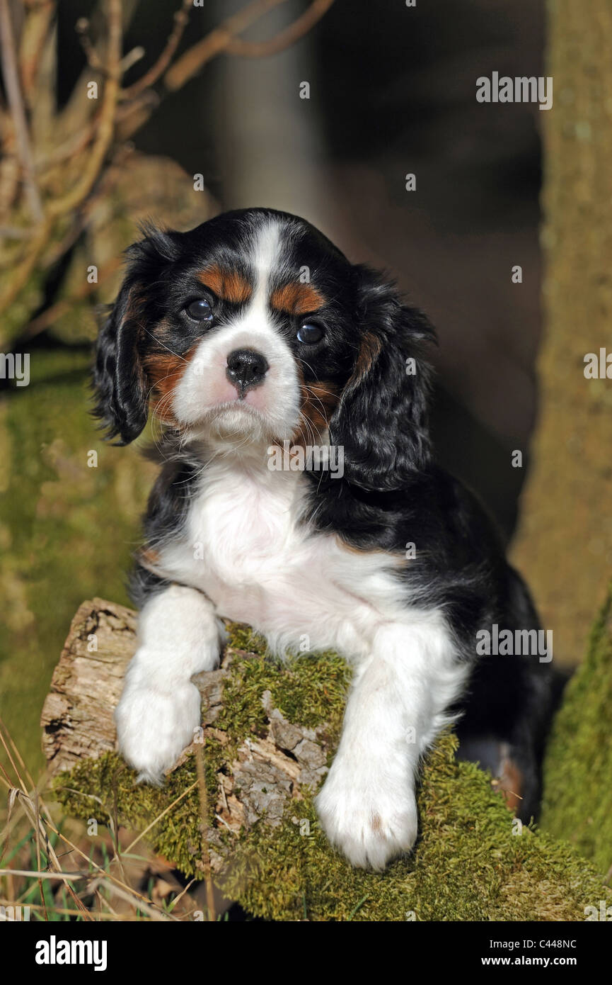 Cavalier King Charles Spaniel (Canis lupus familiaris), puppy looking over a tree trunk. Stock Photo