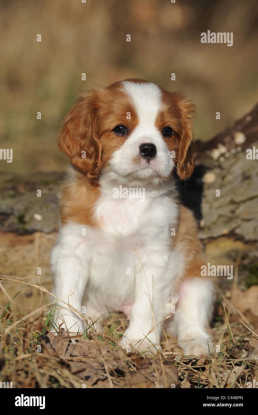 Cavalier King Charles Spaniel (Canis lupus familiaris), puppy sitting. Stock Photo