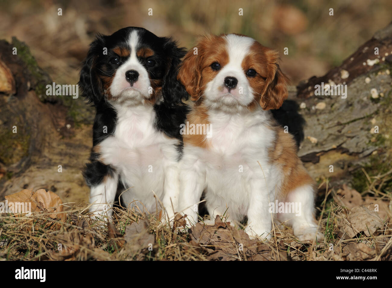 Cavalier King Charles Spaniel (Canis lupus familiaris), two puppies sitting in front of a log. Stock Photo