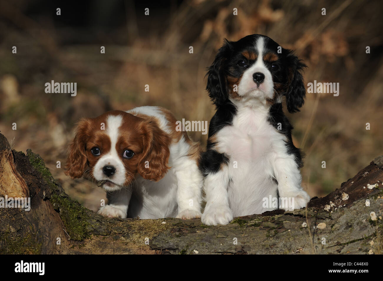 Cavalier King Charles Spaniel (Canis lupus familiaris), two puppies looking over a log. Stock Photo