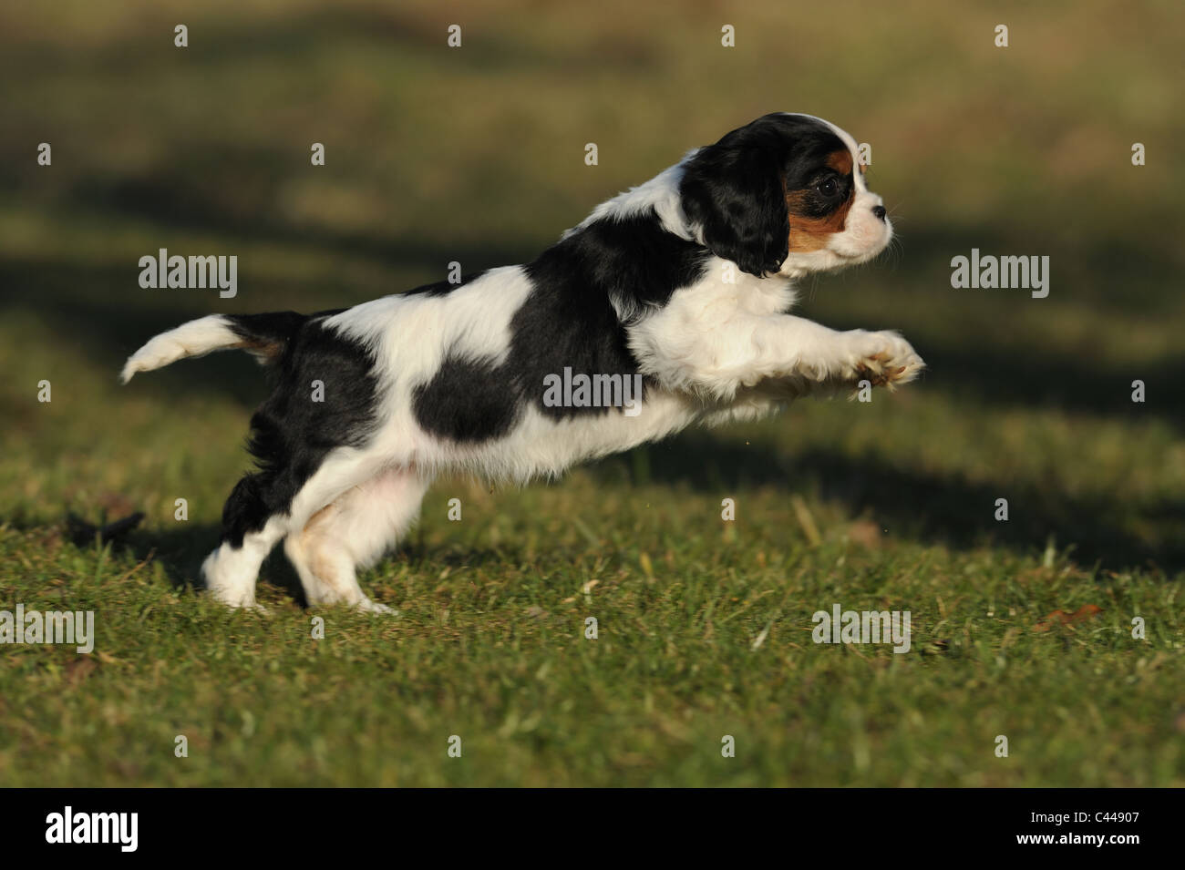 Cavalier King Charles Spaniel (Canis lupus familiaris), puppy running. Stock Photo