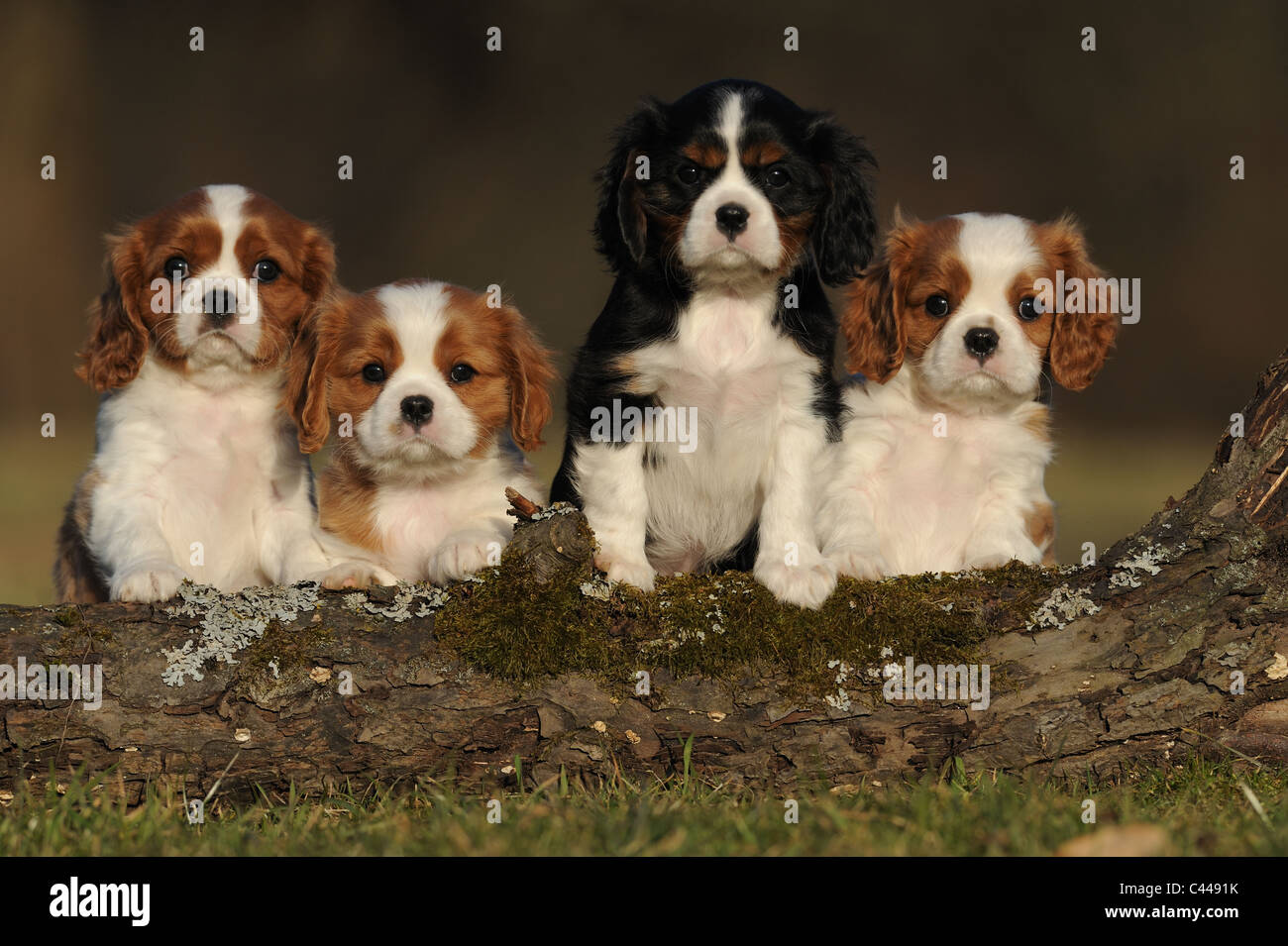 Cavalier King Charles Spaniel (Canis lupus familiaris), four puppies looking over a log. Stock Photo