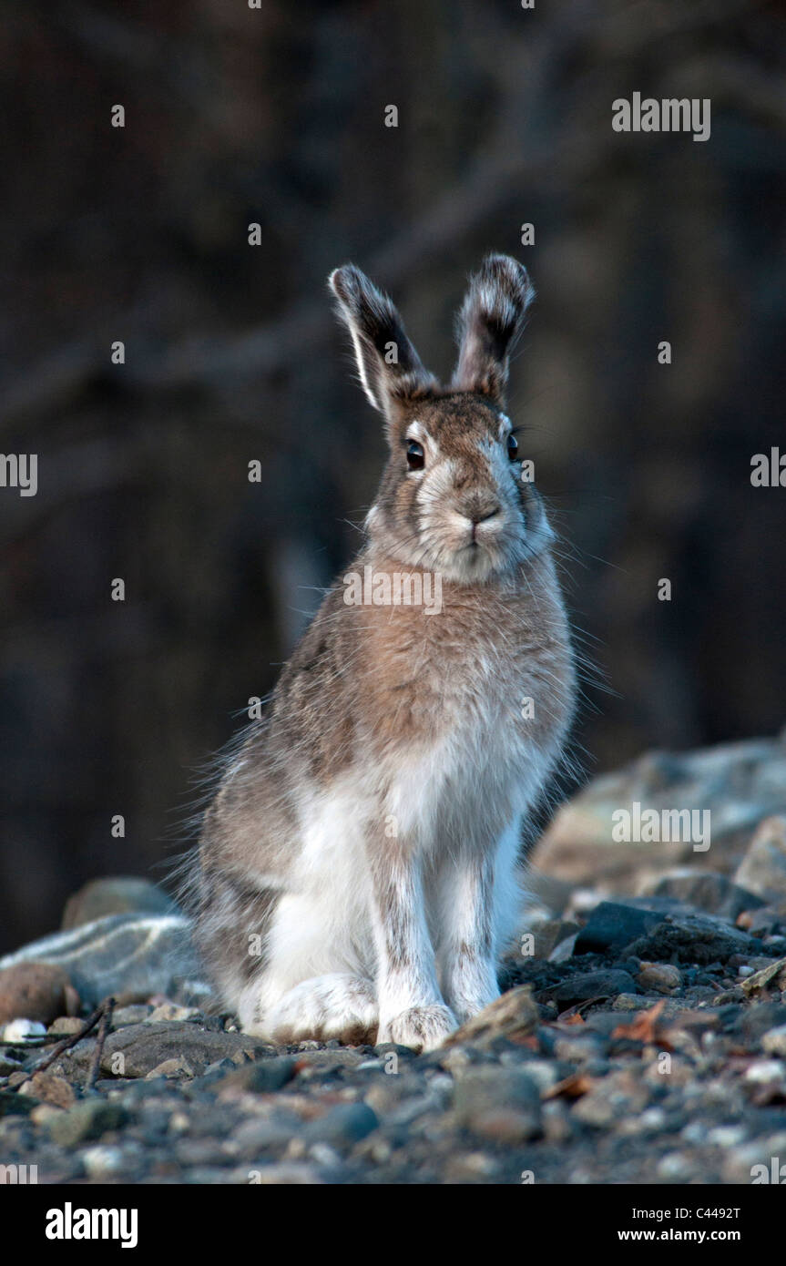 snowshoe hare, hare, animal, portrait, sitting, Denali National Park, Alaska, North America, USA, may Stock Photo