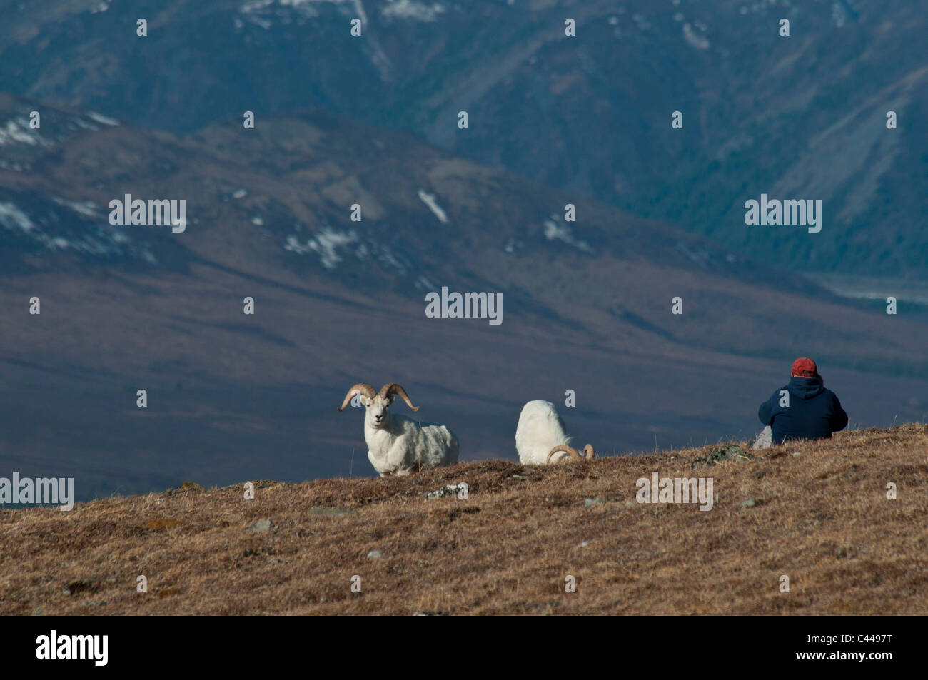 dall sheep, ovis dalli, Denali National Park & Preserve, USA, America